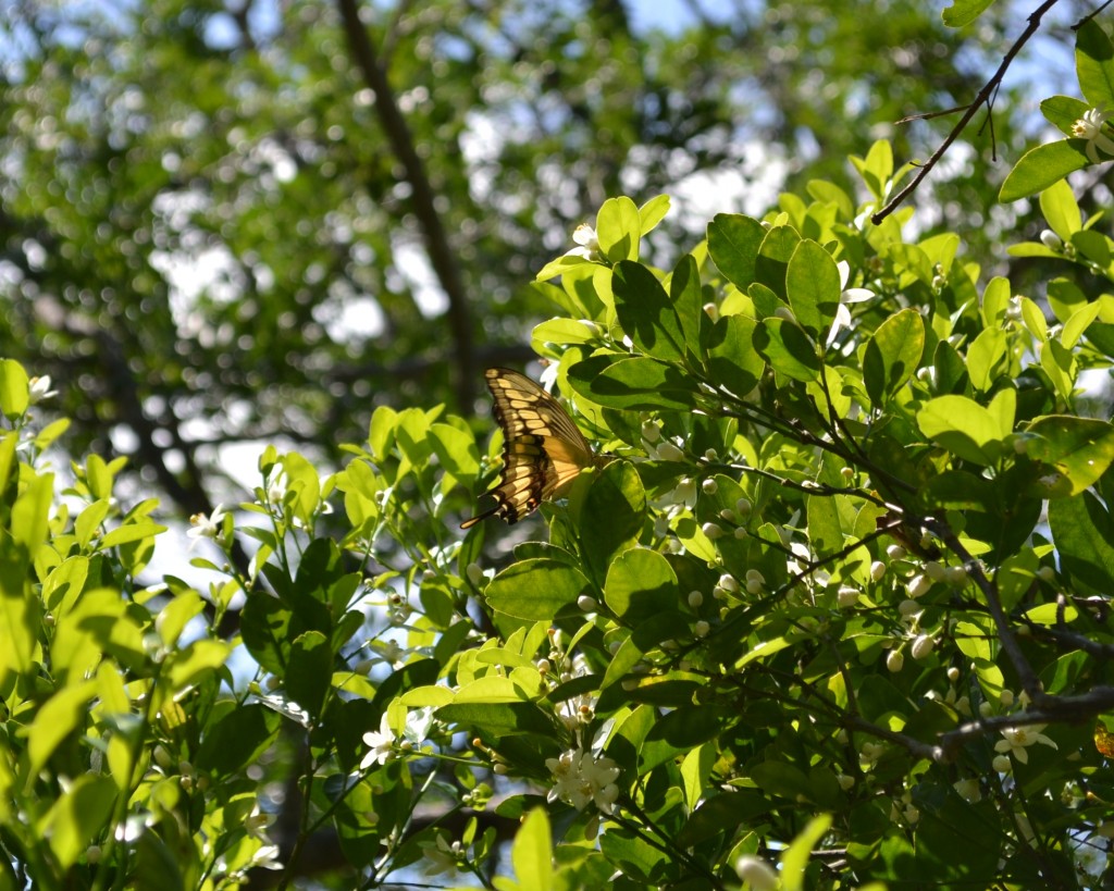 Foto: MARIPOSA,Polyxenes Papilio Stabilis - San Ignacio De Acosta (San José), Costa Rica