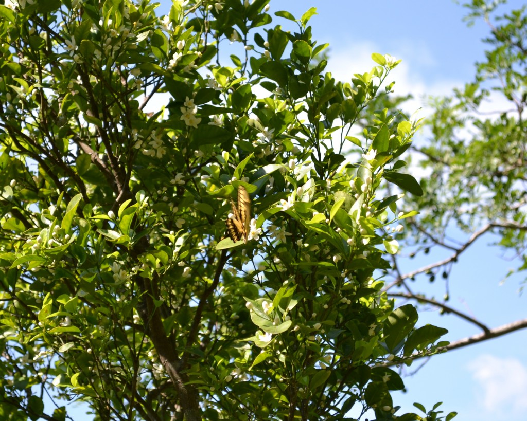 Foto: MARIPOSA,Polyxenes Papilio Stabilis - San Ignacio De Acosta (San José), Costa Rica