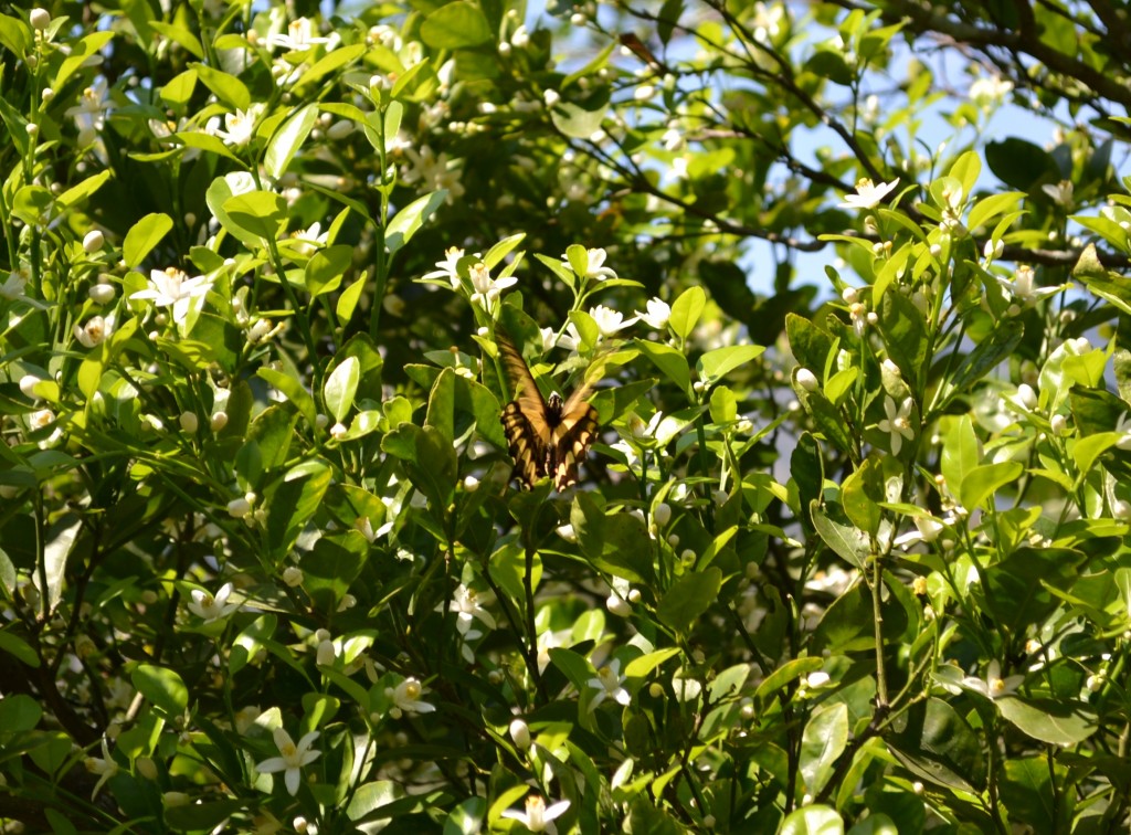 Foto: MARIPOSA, Polyxenes Papilio Stabilis - San Ignacio De Acosta (San José), Costa Rica