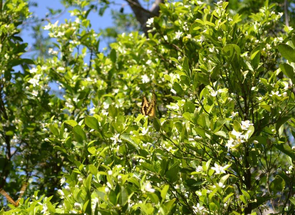 Foto: MARIPOSA,Polyxenes Papilio Stabilis - San Ignacio De Acosta (San José), Costa Rica