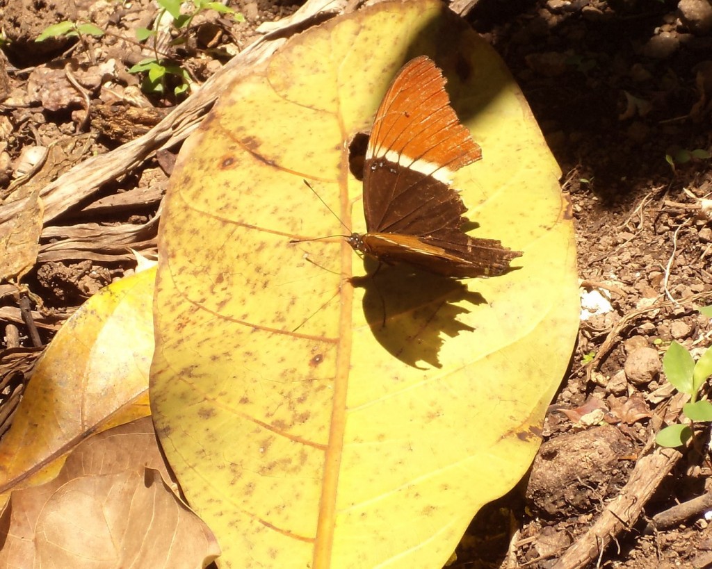 Foto: MARIPOSAS - San Ignacio De Acosta (San José), Costa Rica