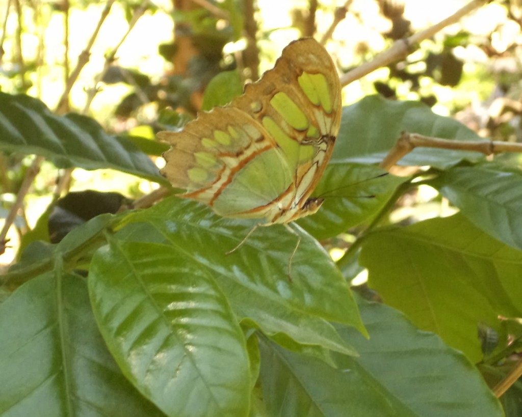 Foto de San Ignacio De Acosta (San José), Costa Rica