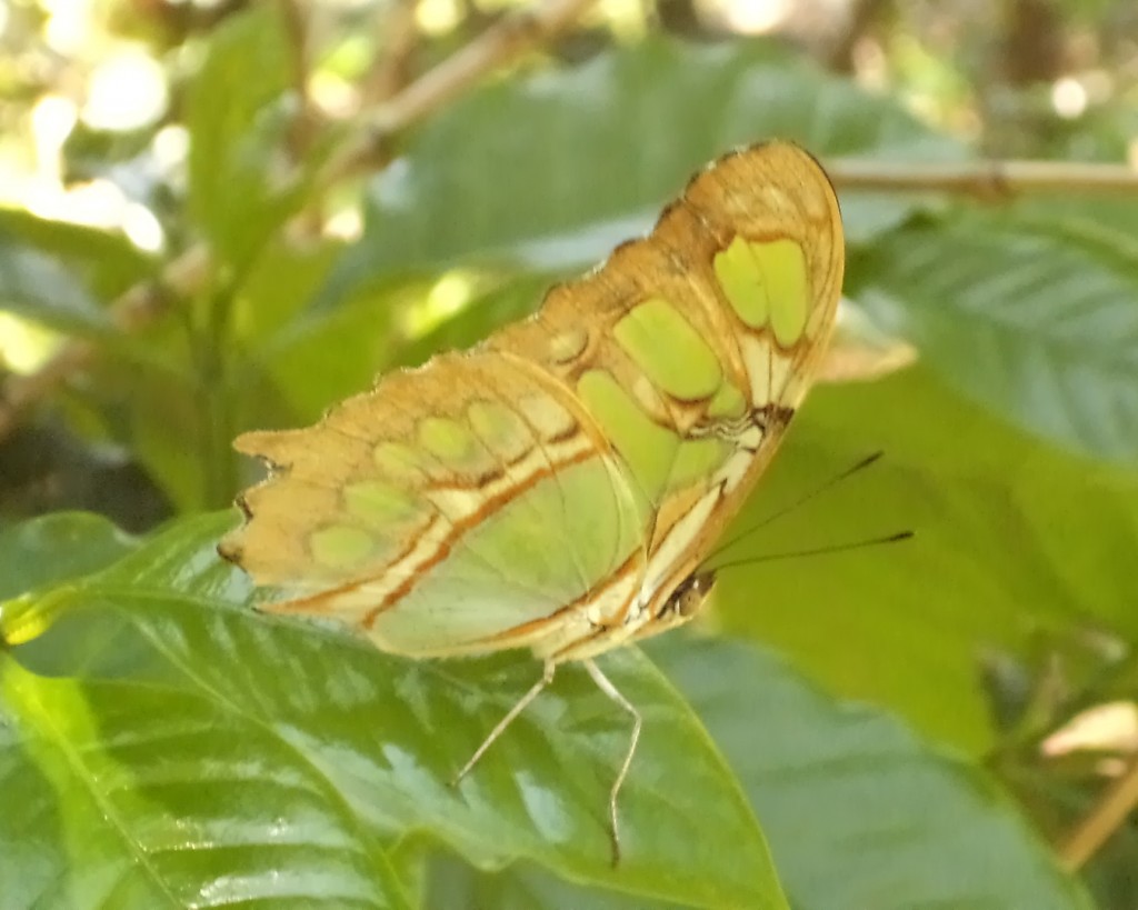 Foto de San Ignacio De Acosta (San José), Costa Rica