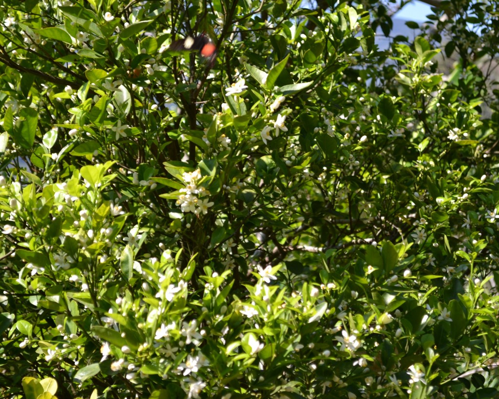 Foto de San Ignacio De Acosta (San José), Costa Rica