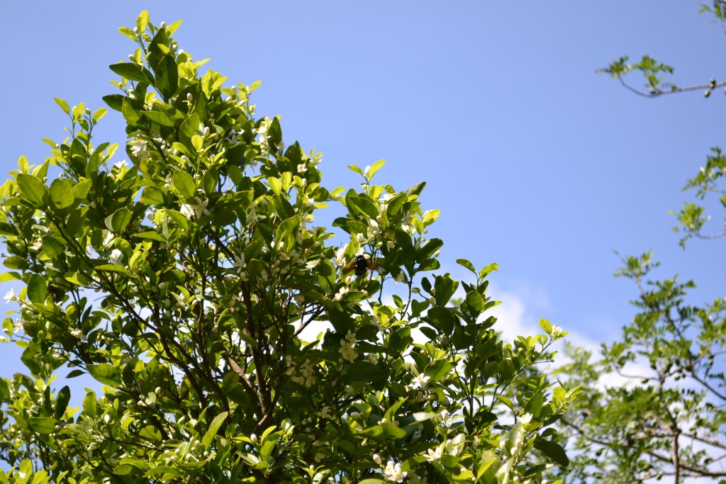 Foto de San Ignacio De Acosta (San José), Costa Rica