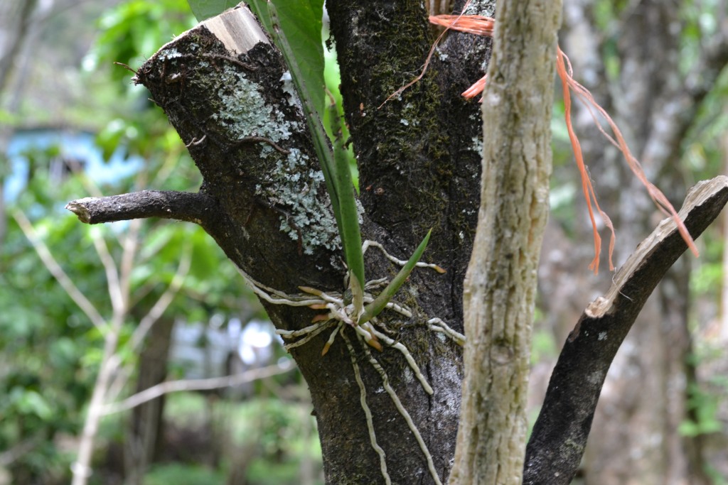 Foto de San Ignacio De Acosta (San José), Costa Rica