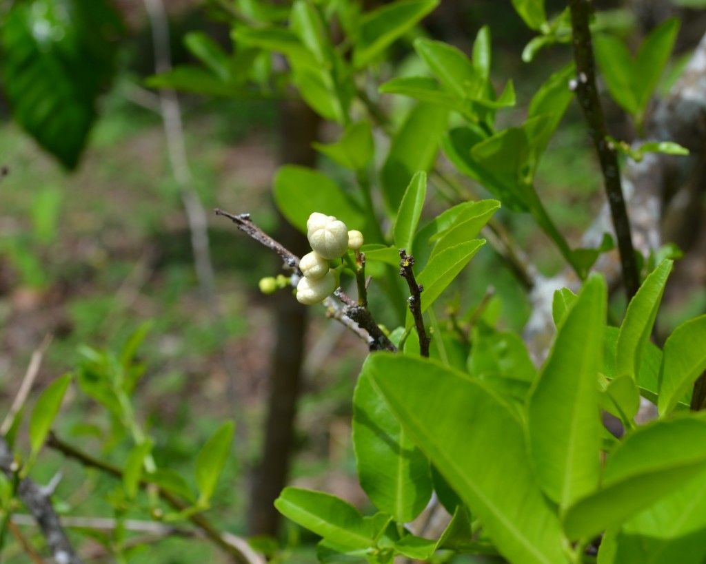 Foto de San Ignacio De Acosta (San José), Costa Rica