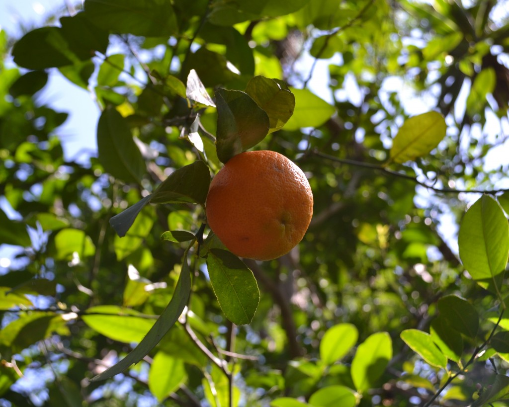Foto de San Ignacio De Acosta (San José), Costa Rica