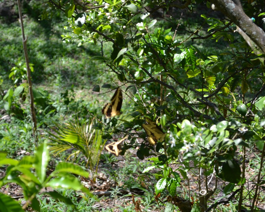 Foto: MARIPOSA - San Ignacio De Acosta (San José), Costa Rica