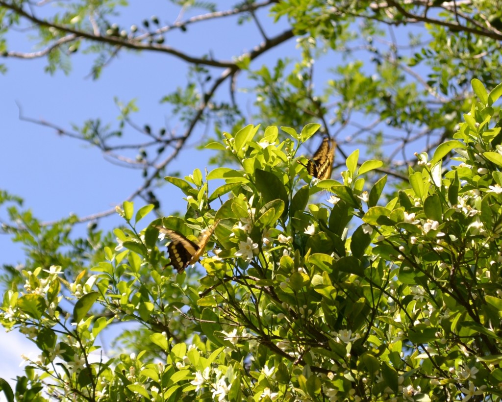 Foto: MARIPOSA - San Ignacio De Acosta (San José), Costa Rica