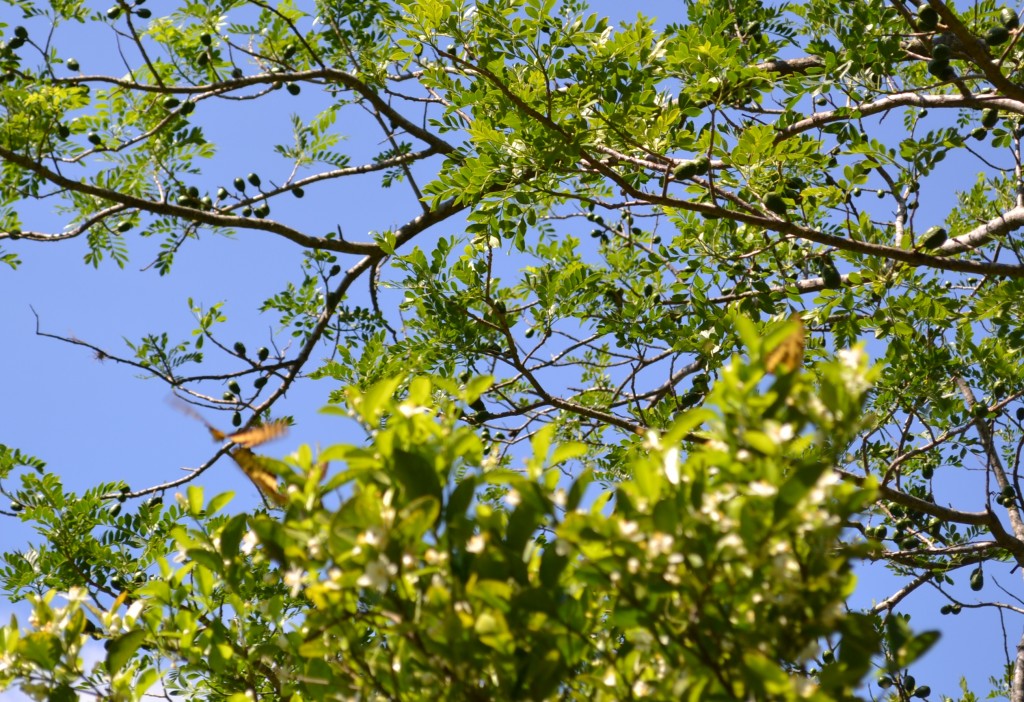 Foto: MARIPOSA - San Ignacio De Acosta (San José), Costa Rica