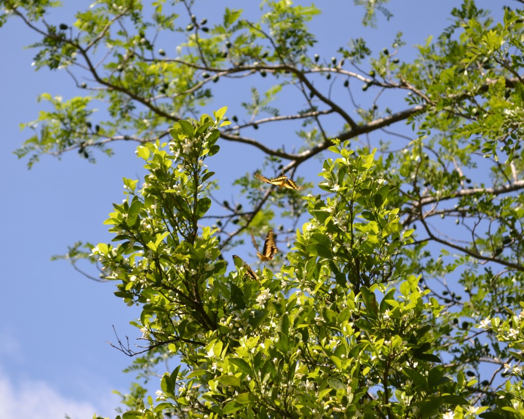 Foto: MARIPOSA - San Ignacio De Acosta (San José), Costa Rica