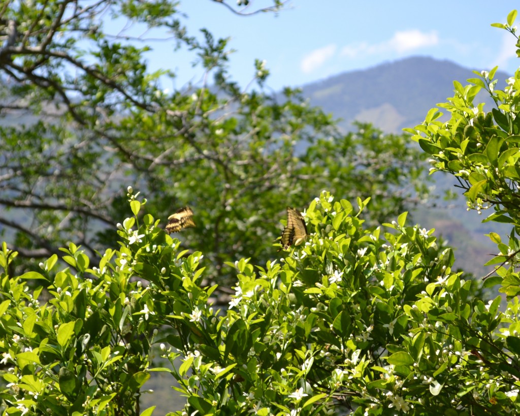 Foto: MARIPOSA - San Ignacio De Acosta (San José), Costa Rica