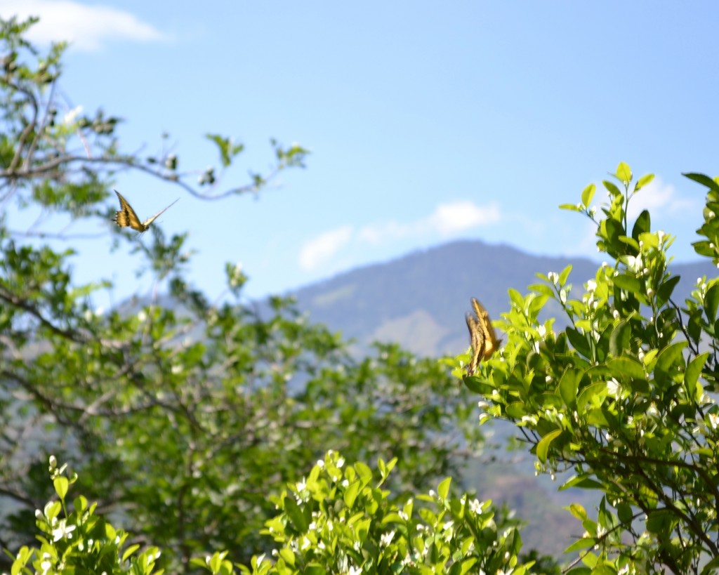 Foto: MARIPOSA - San Ignacio De Acosta (San José), Costa Rica