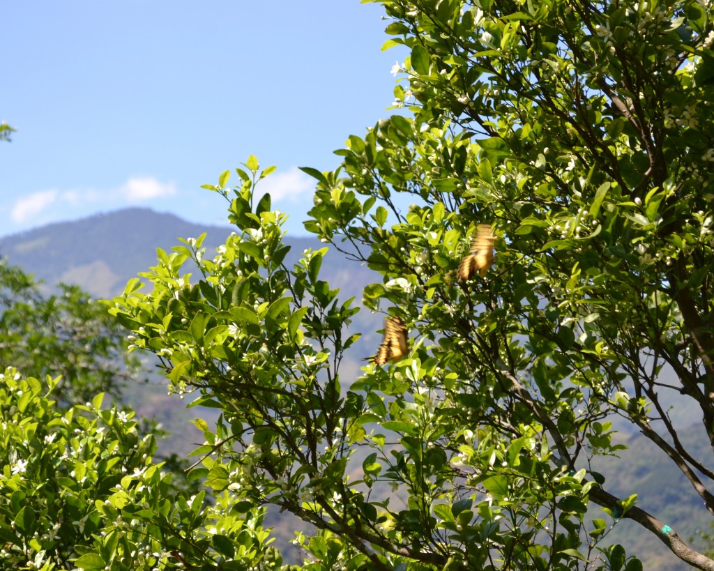 Foto: MARIPOSA - San Ignacio De Acosta (San José), Costa Rica