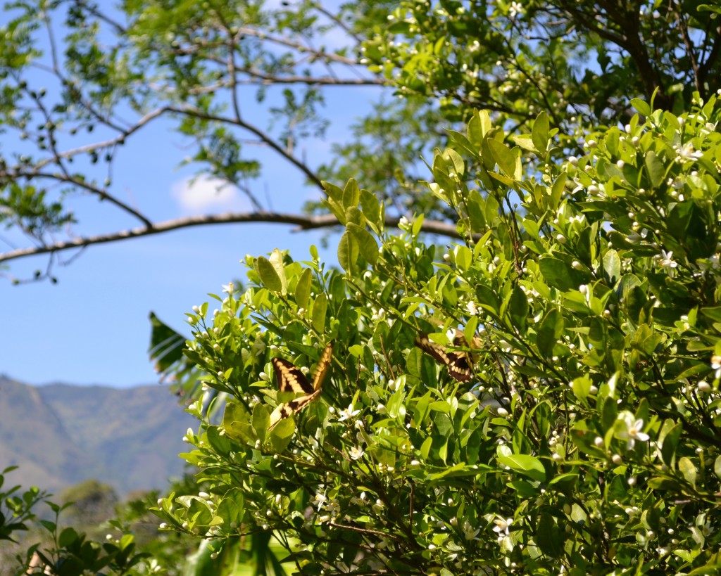Foto: MARIPOSA - San Ignacio De Acosta (San José), Costa Rica