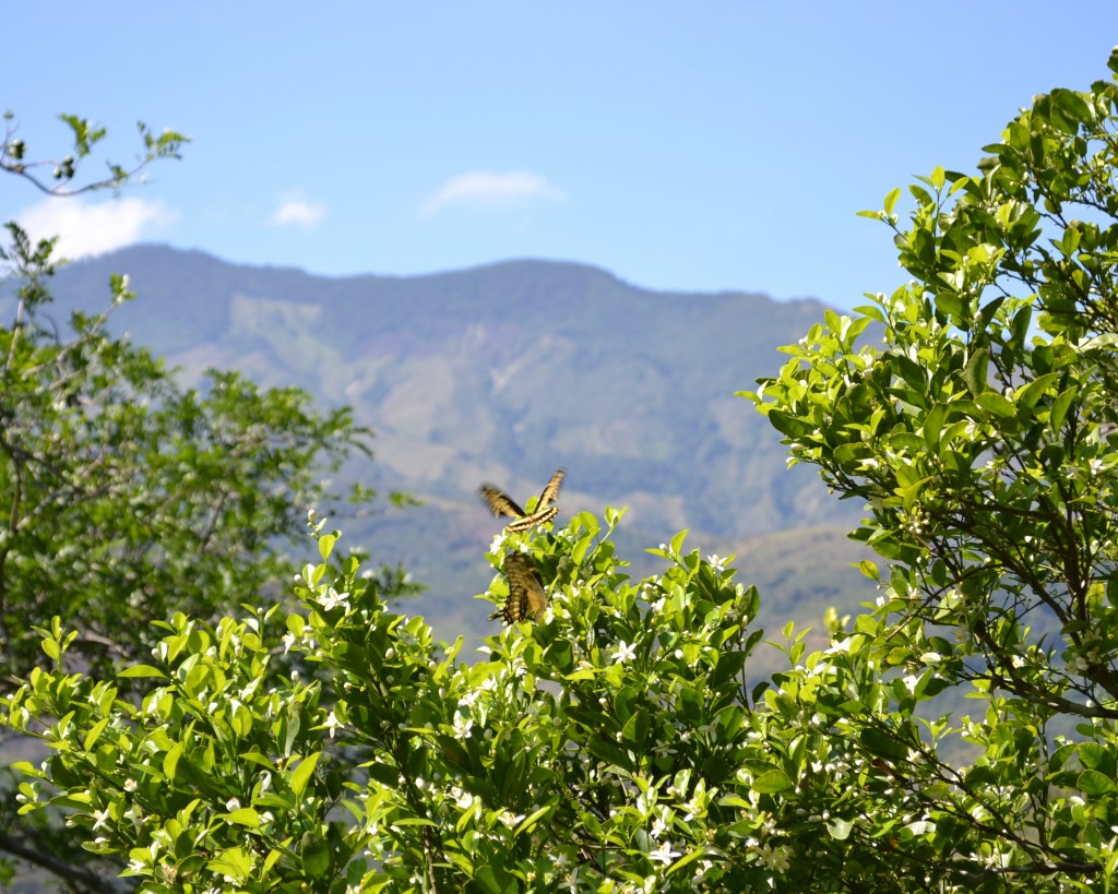 Foto: MARIPOSA - San Ignacio De Acosta (San José), Costa Rica