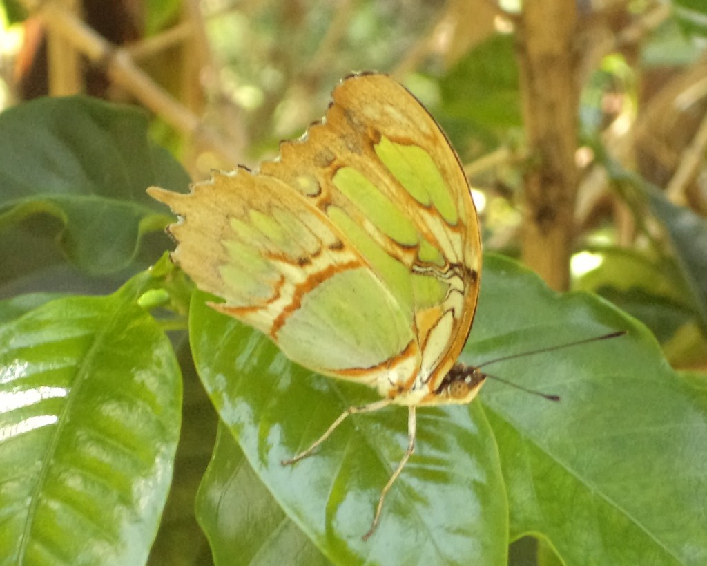 Foto: MARIPOSA - San Ignacio De Acosta (San José), Costa Rica