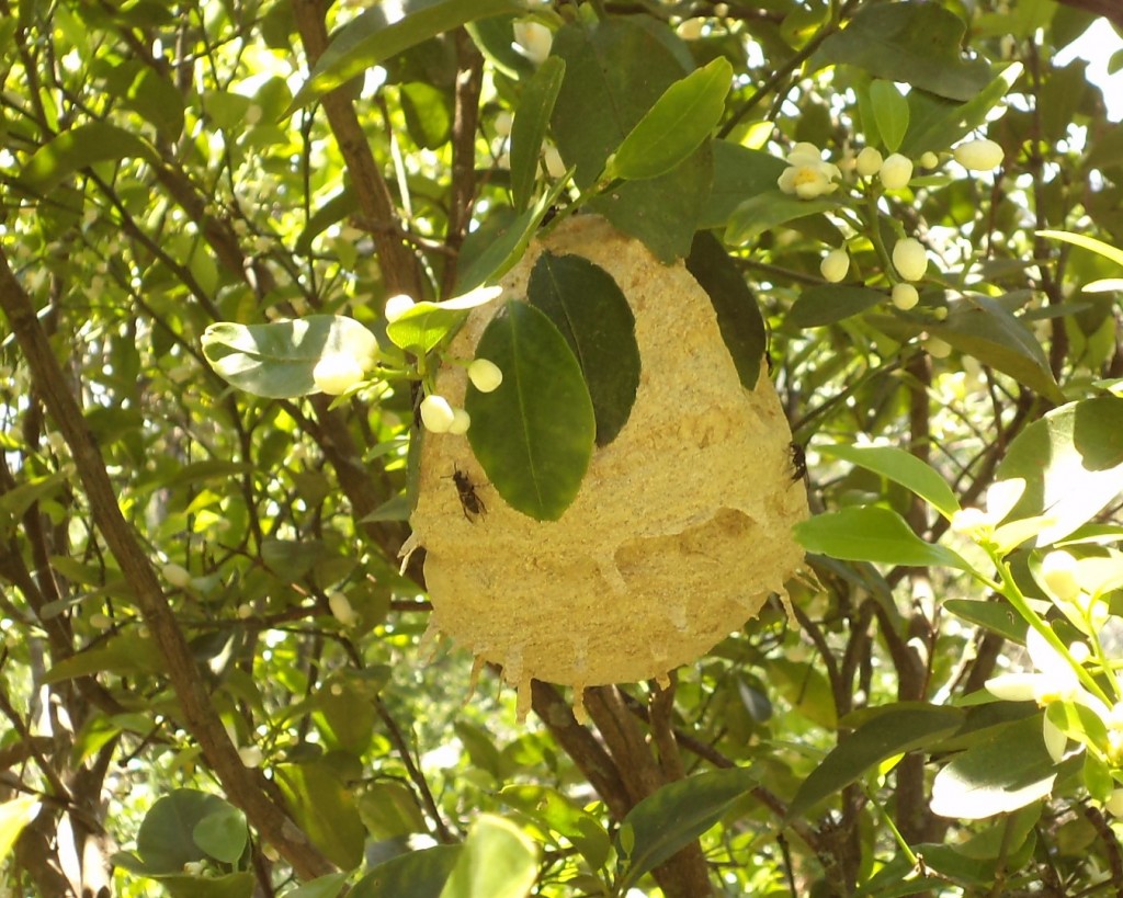 Foto: AVEJAS - San Ignacio De Acosta (San José), Costa Rica
