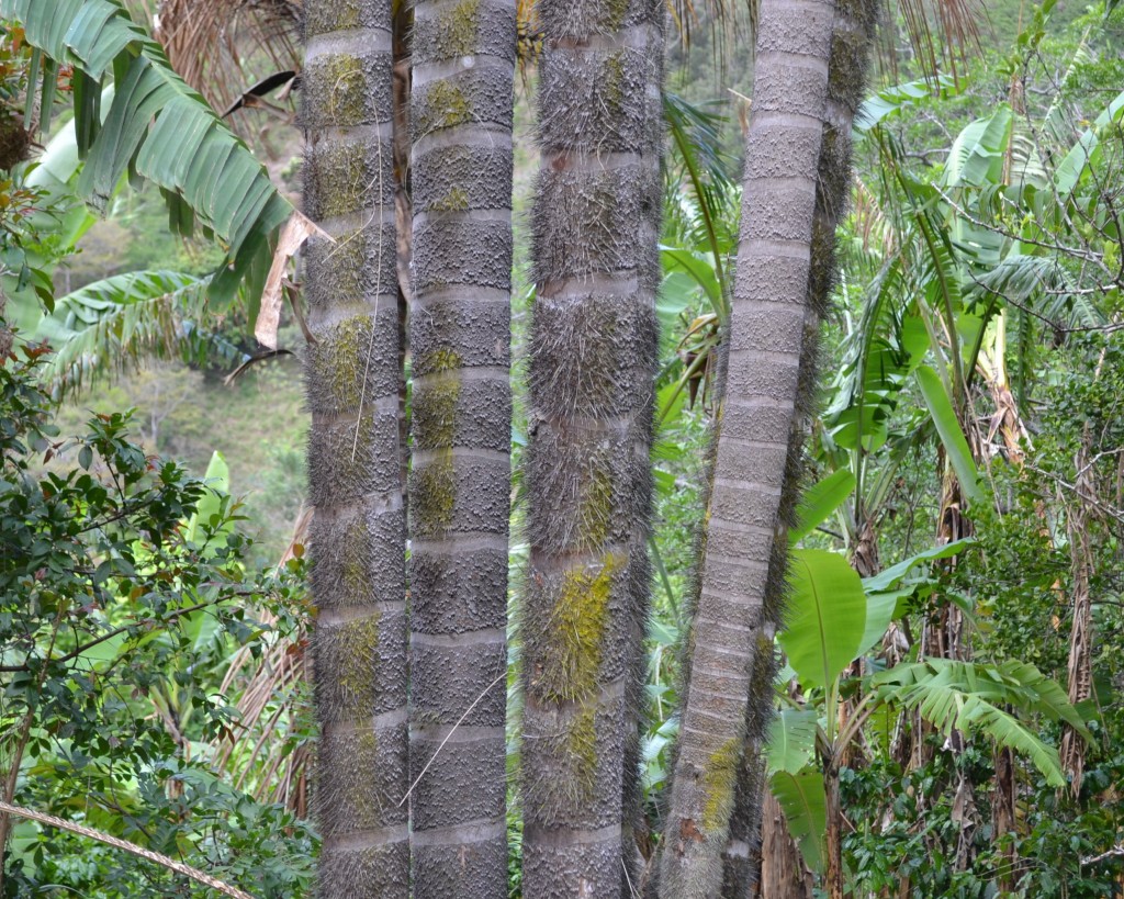 Foto de San Ignacio De Acosta (San José), Costa Rica