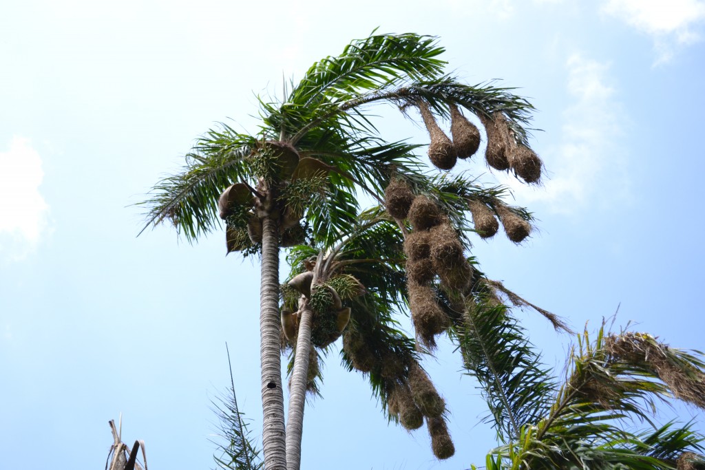 Foto: NIDO OROPENDULA - San Ignacio De Acosta (San José), Costa Rica