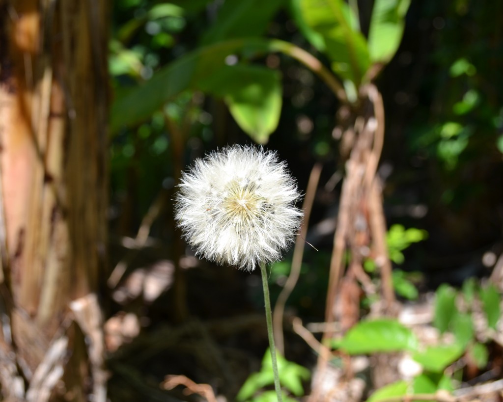Foto de San Ignacio De Acosta (San José), Costa Rica