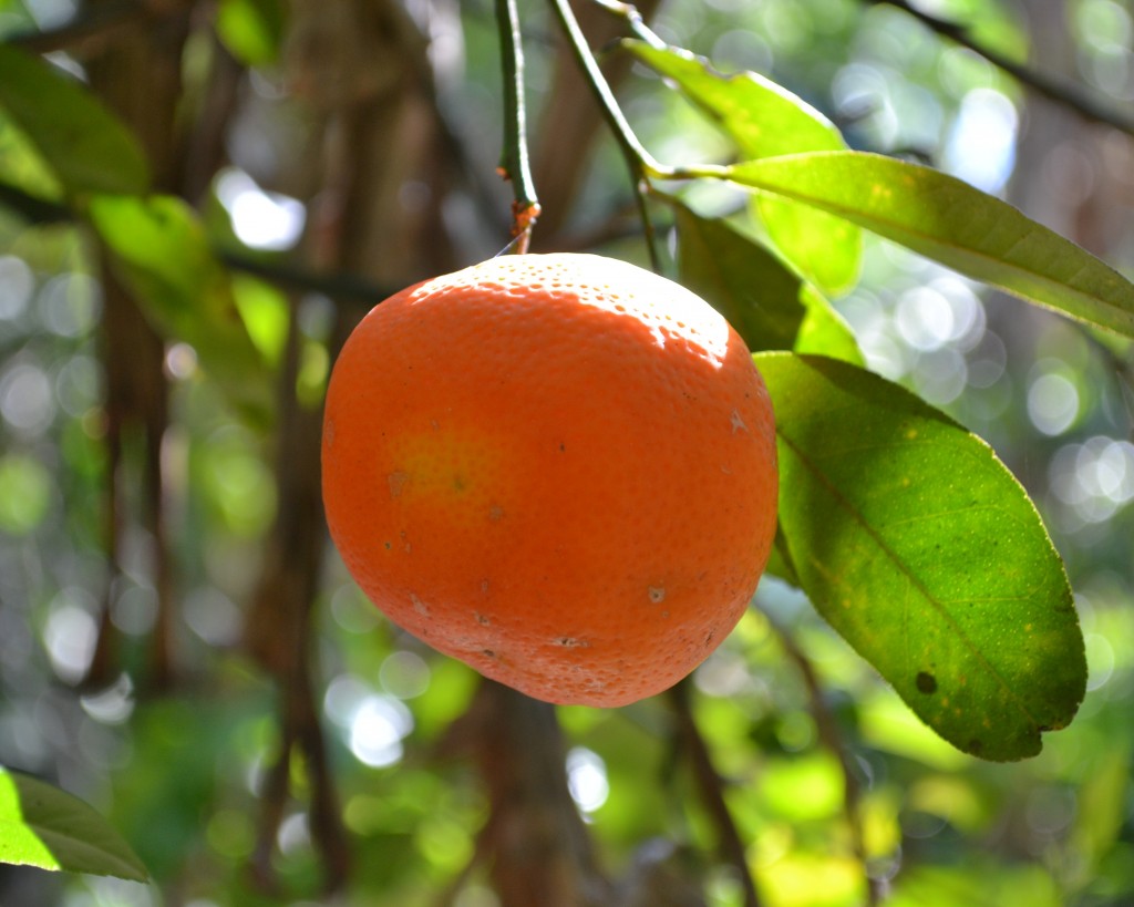 Foto de San Ignacio De Acosta (San José), Costa Rica