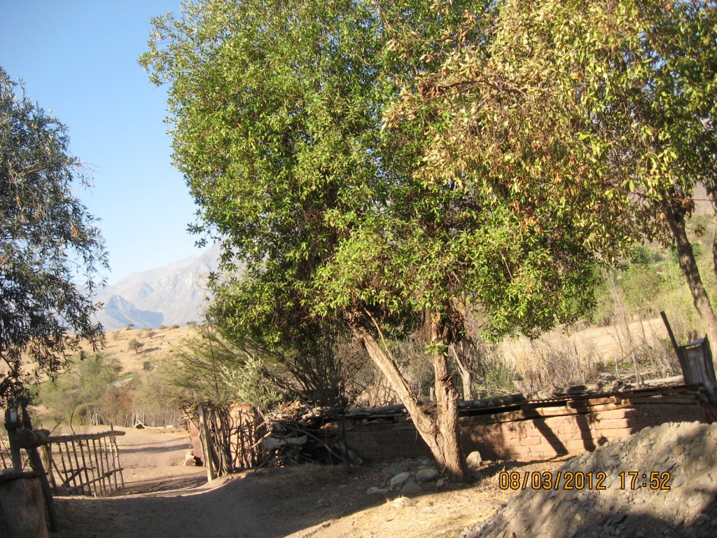 Foto: PAISAJE - Chincolco, Chile