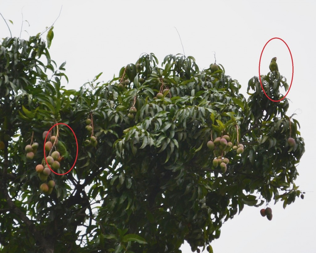 Foto: PERICO - Alajuela, Costa Rica