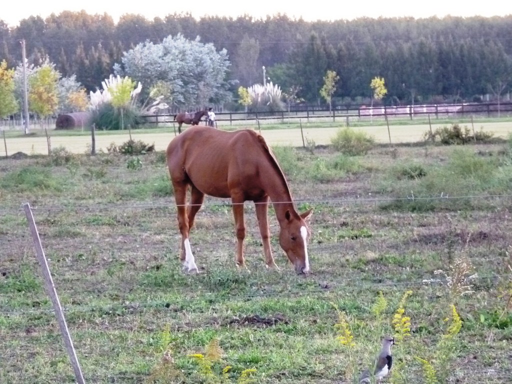 Foto: Laguna de Lobos - Lobos (Buenos Aires), Argentina
