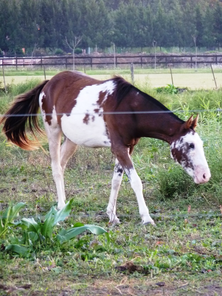 Foto: Laguna de Lobos - Lobos (Buenos Aires), Argentina