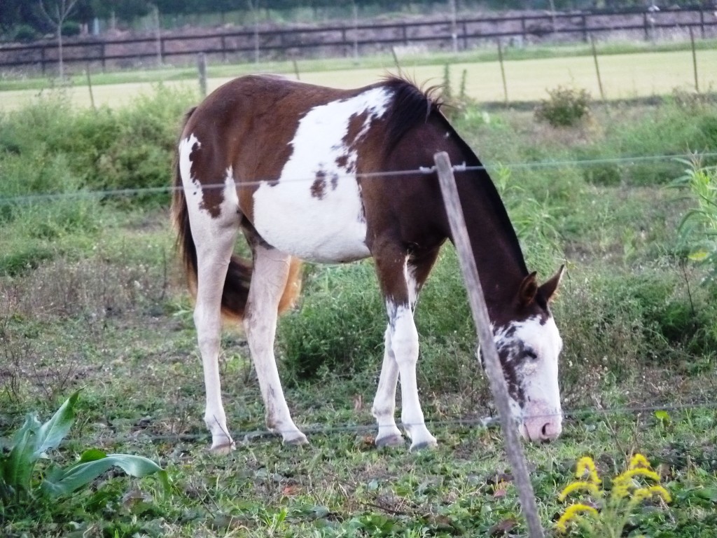 Foto: Laguna de Lobos - Lobos (Buenos Aires), Argentina