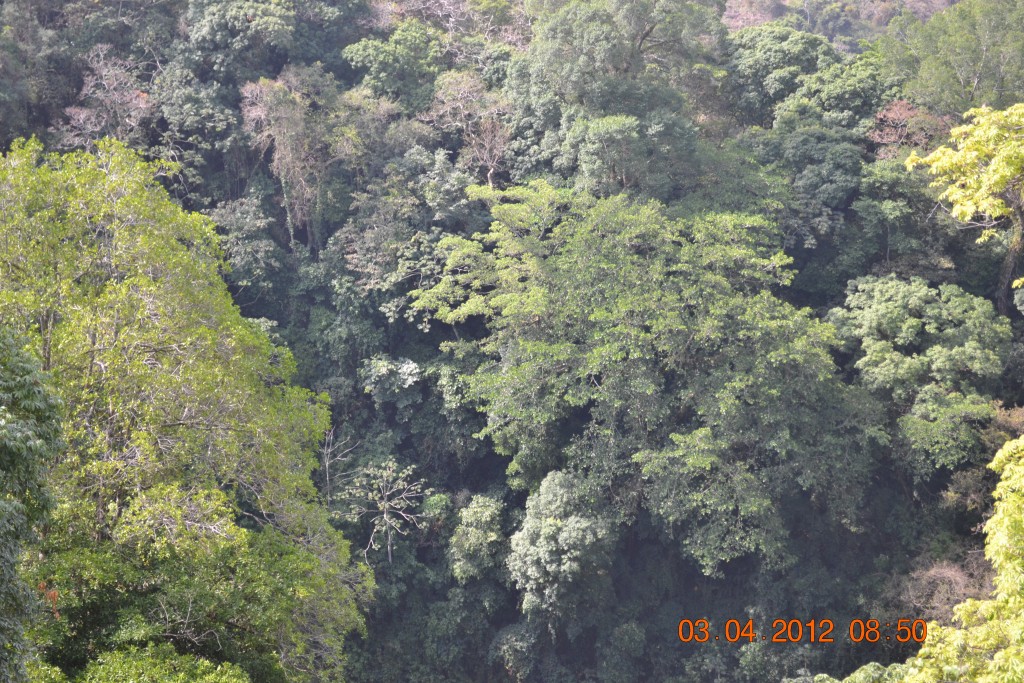 Foto de Itiquis (Alajuela), Costa Rica