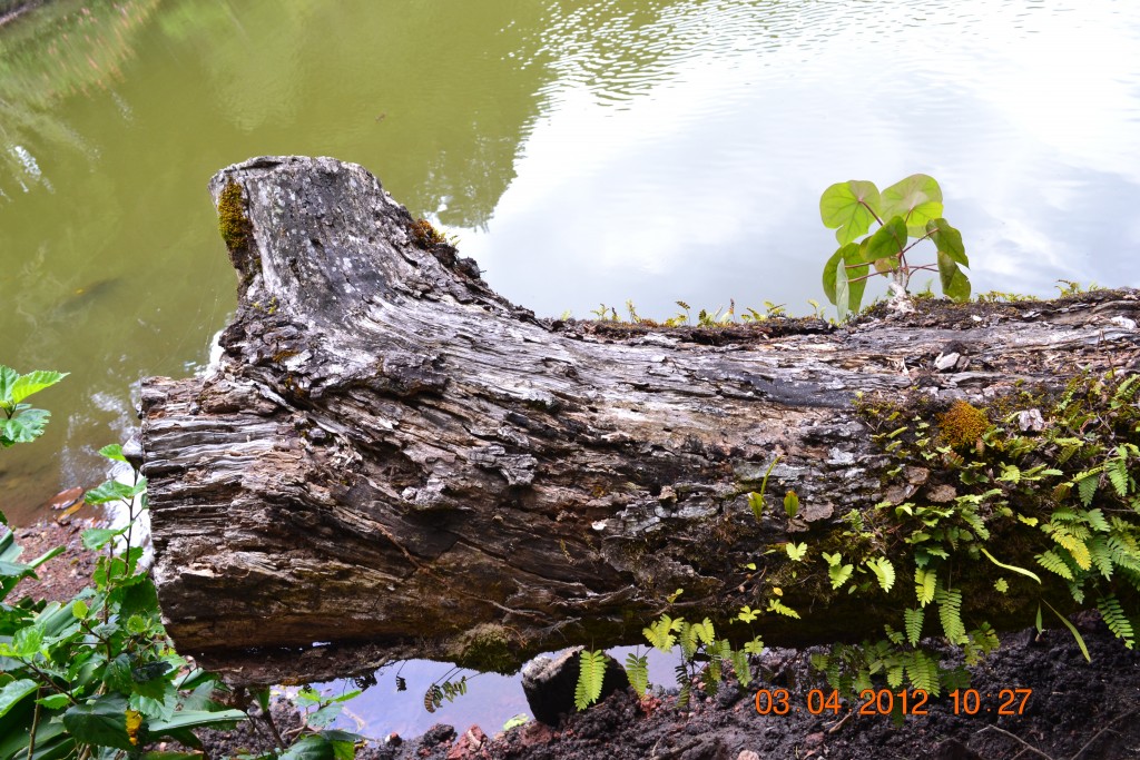 Foto: LAGUNA DE FRAIJANES (Fraijanes De San Isidro De Alajuela) - Fraijanes De San Isidro De Alajuela (Alajuela), Costa Rica