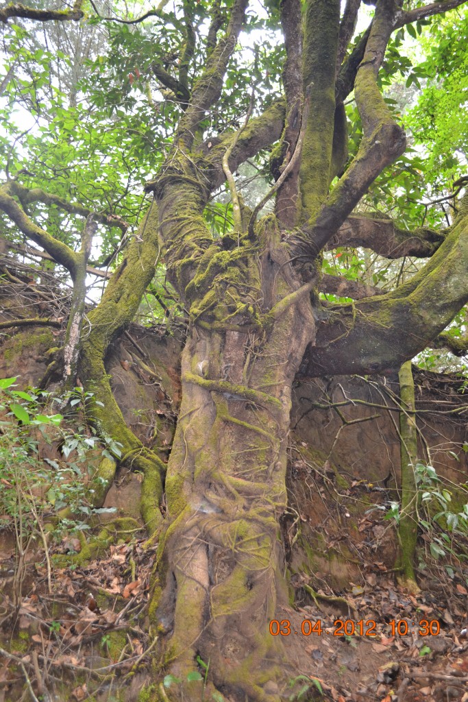 Foto: LAGUNA DE FRAIJANES (Fraijanes De San Isidro De Alajuela) - Fraijanes De San Isidro De Alajuela (Alajuela), Costa Rica