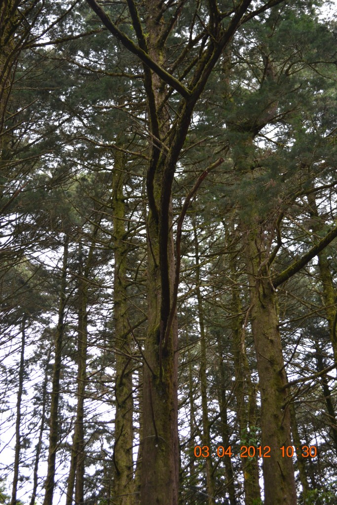 Foto: LAGUNA DE FRAIJANES (Fraijanes De San Isidro De Alajuela) - Fraijanes De San Isidro De Alajuela (Alajuela), Costa Rica