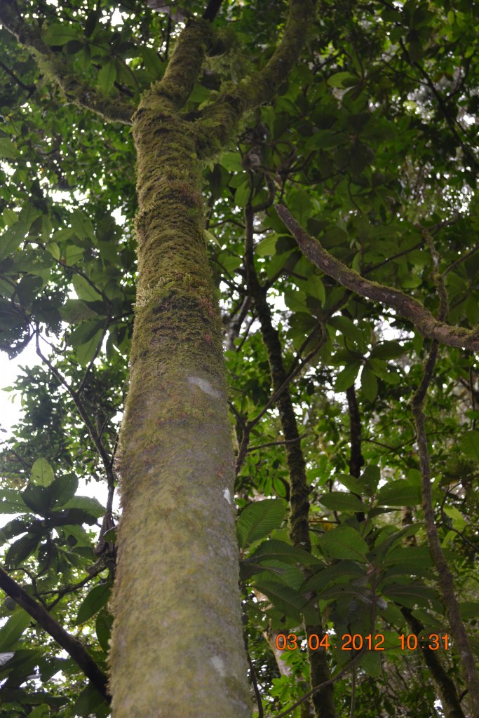 Foto: LAGUNA DE FRAIJANES (Fraijanes De San Isidro De Alajuela) - Fraijanes De San Isidro De Alajuela (Alajuela), Costa Rica
