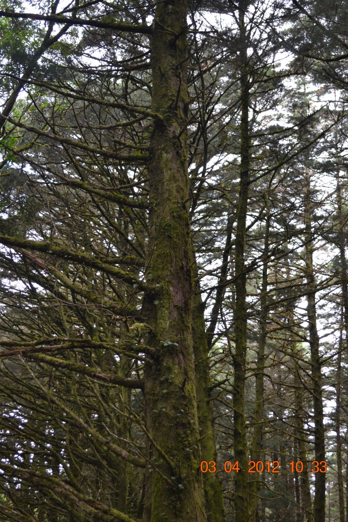 Foto: LAGUNA DE FRAIJANES (Fraijanes De San Isidro De Alajuela) - Fraijanes De San Isidro De Alajuela (Alajuela), Costa Rica