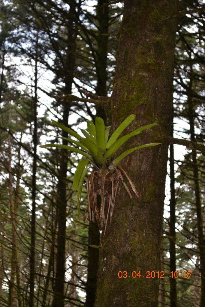 Foto: LAGUNA DE FRAIJANES (Fraijanes De San Isidro De Alajuela) - Fraijanes De San Isidro De Alajuela (Alajuela), Costa Rica