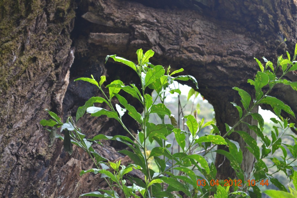Foto: LAGUNA DE FRAIJANES (Fraijanes De San Isidro De Alajuela) - Fraijanes De San Isidro De Alajuela (Alajuela), Costa Rica