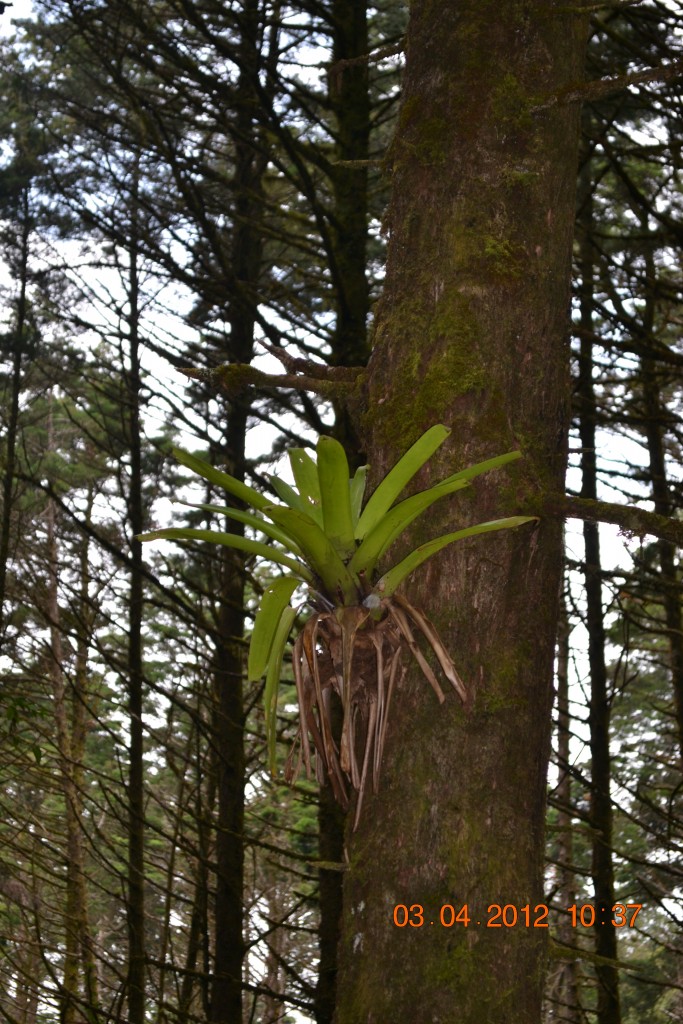 Foto: LAGUNA DE FRAIJANES (Fraijanes De San Isidro De Alajuela) - Fraijanes De San Isidro De Alajuela (Alajuela), Costa Rica