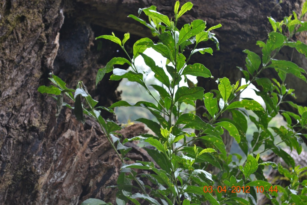 Foto: LAGUNA DE FRAIJANES (Fraijanes De San Isidro De Alajuela) - Fraijanes De San Isidro De Alajuela (Alajuela), Costa Rica