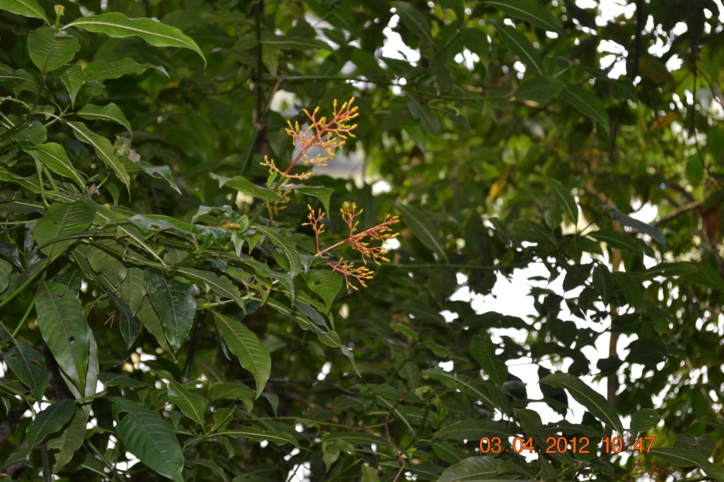 Foto: LAGUNA DE FRAIJANES (Fraijanes De San Isidro De Alajuela) - Fraijanes De San Isidro De Alajuela (Alajuela), Costa Rica