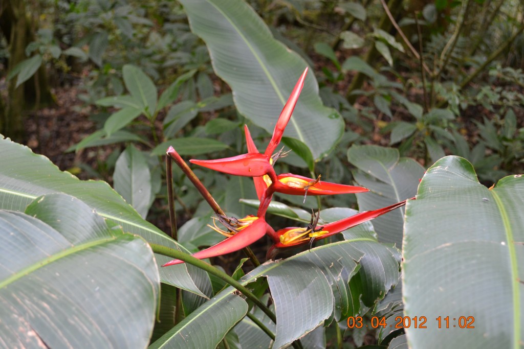 Foto: FRAIJANES - Fraijanes De San Isidro De Alajuela (Alajuela), Costa Rica