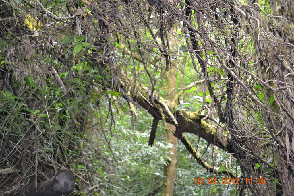 Foto: LAGUNA DE FRAIJANES (Fraijanes De San Isidro De Alajuela) - Fraijanes De San Isidro De Alajuela (Alajuela), Costa Rica