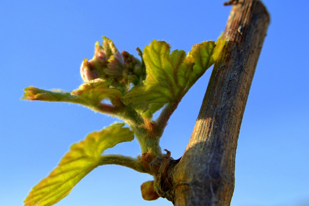 Foto: Petit Xarel - Torrelles de Foix (Barcelona), España