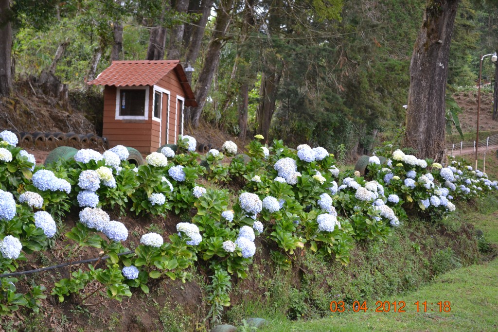 Foto: LAGUNA DE FRAIJANES (Fraijanes De San Isidro De Alajuela) - Fraijanes De San Isidro De Alajuela (Alajuela), Costa Rica