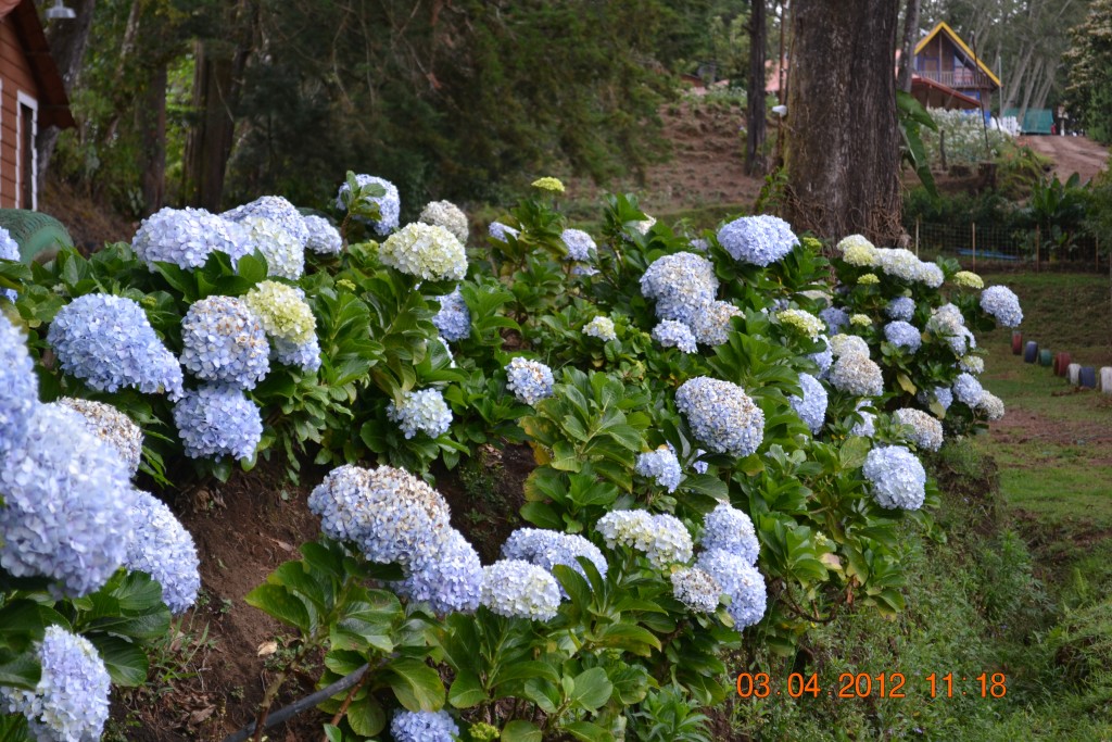 Foto: LAGUNA DE FRAIJANES (Fraijanes De San Isidro De Alajuela) - Fraijanes De San Isidro De Alajuela (Alajuela), Costa Rica