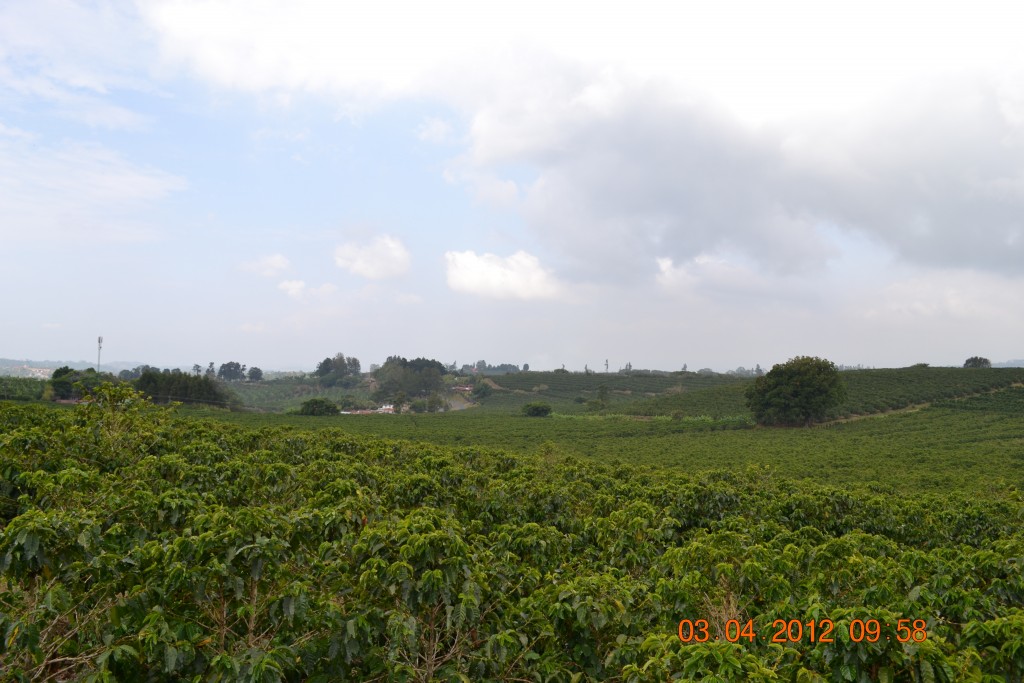 Foto: CERRILLAL - Cerrillal De San Isidro (Alajuela), Costa Rica