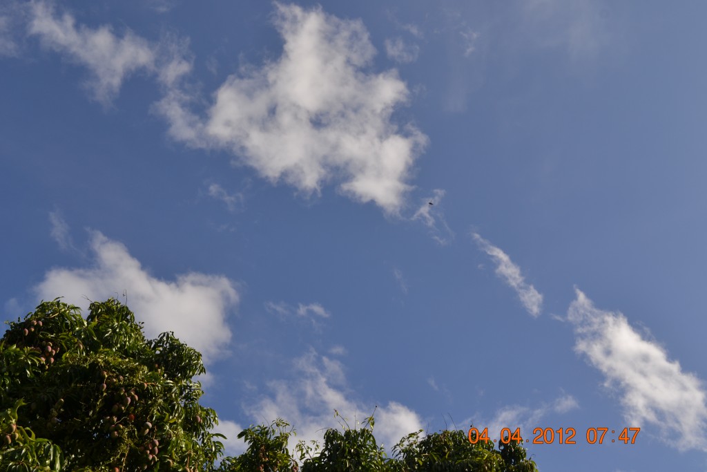 Foto: MANGOS - Alajuela, Costa Rica